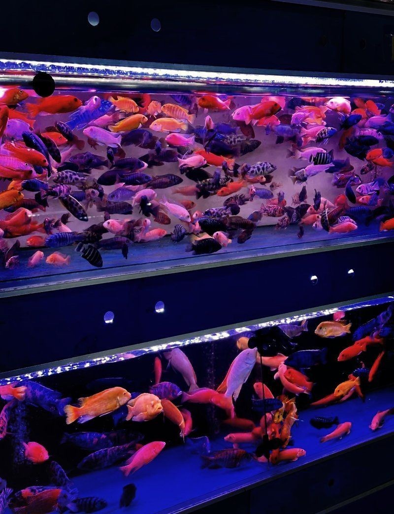 廣州最大觀賞魚市場，探秘廣州最大觀賞魚市場，繽紛水族盛宴一網打