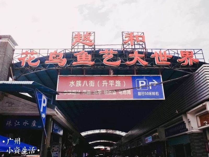 廣州最大觀賞魚市場，探秘廣州最大觀賞魚市場，繽紛水族盛宴一網打