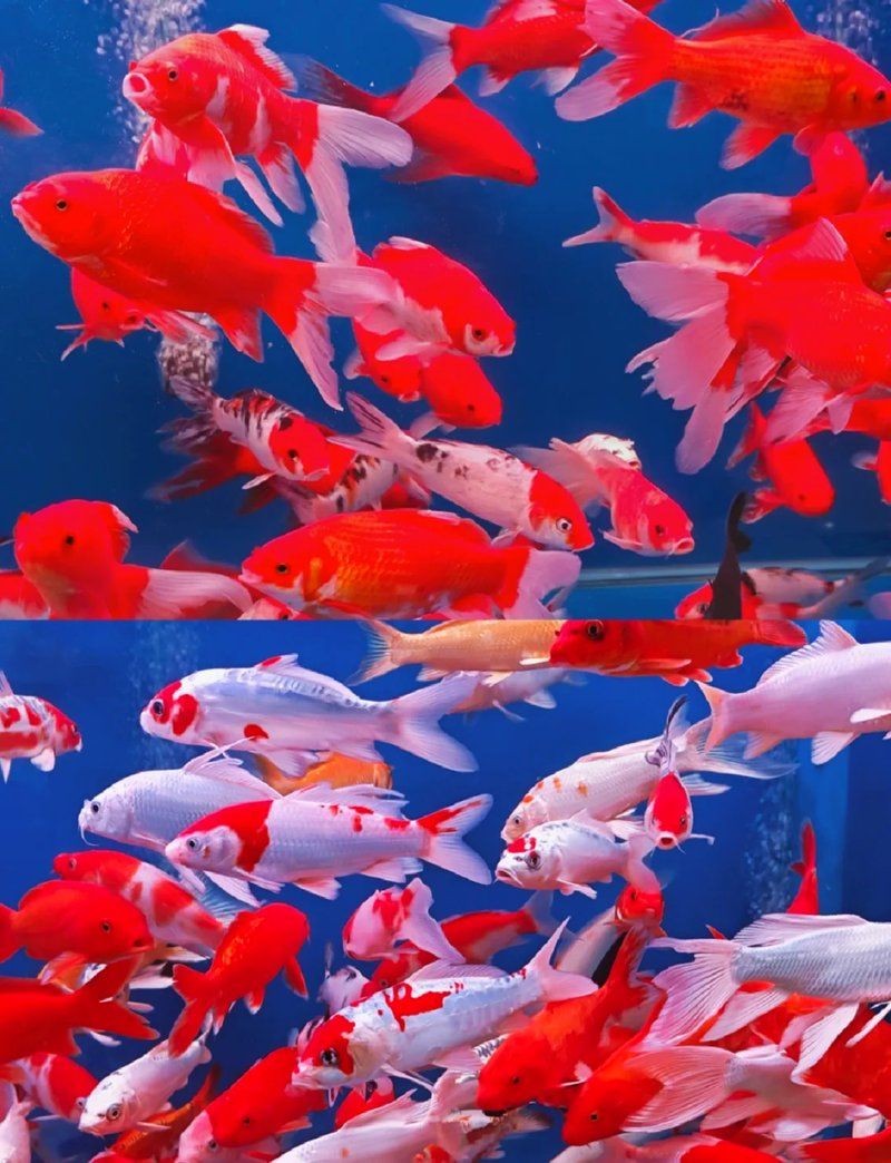 廣州最大觀賞魚市場，探秘廣州最大觀賞魚市場，繽紛水族盛宴一網打