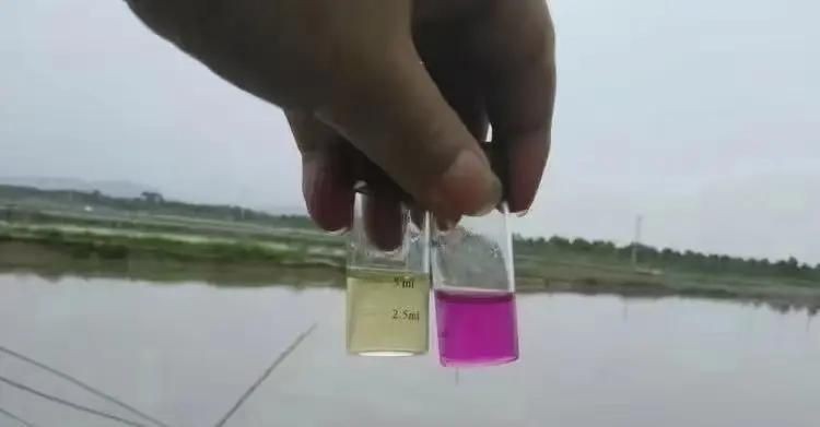 四大家魚爛身的原因，解析四大家魚體
