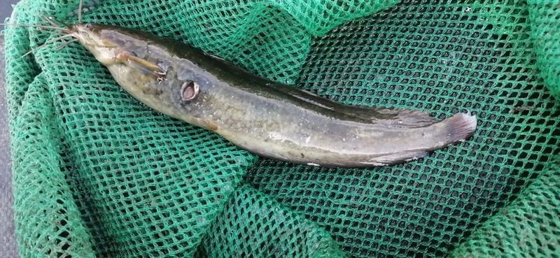 四大家魚爛身的原因，解析四大家魚體