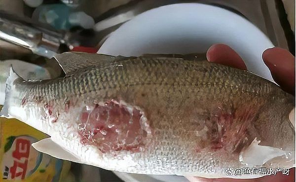 四大家魚爛身的原因，解析四大家魚體