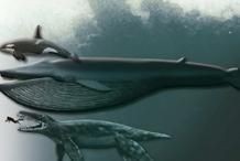 海和尚的原型是什么生物，揭秘‘海和尚’原型之謎，它