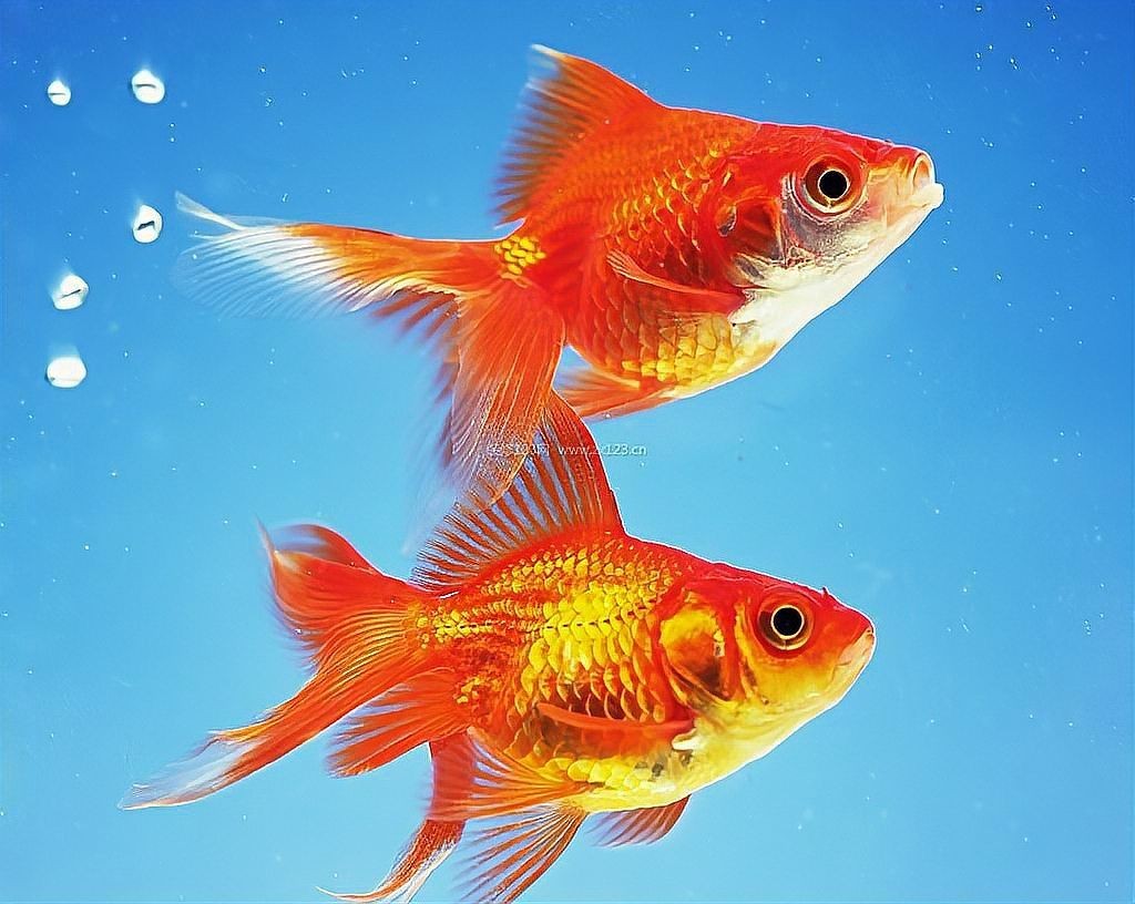 河里有金魚是野生的嗎，河水中的金魚究竟是野生還是