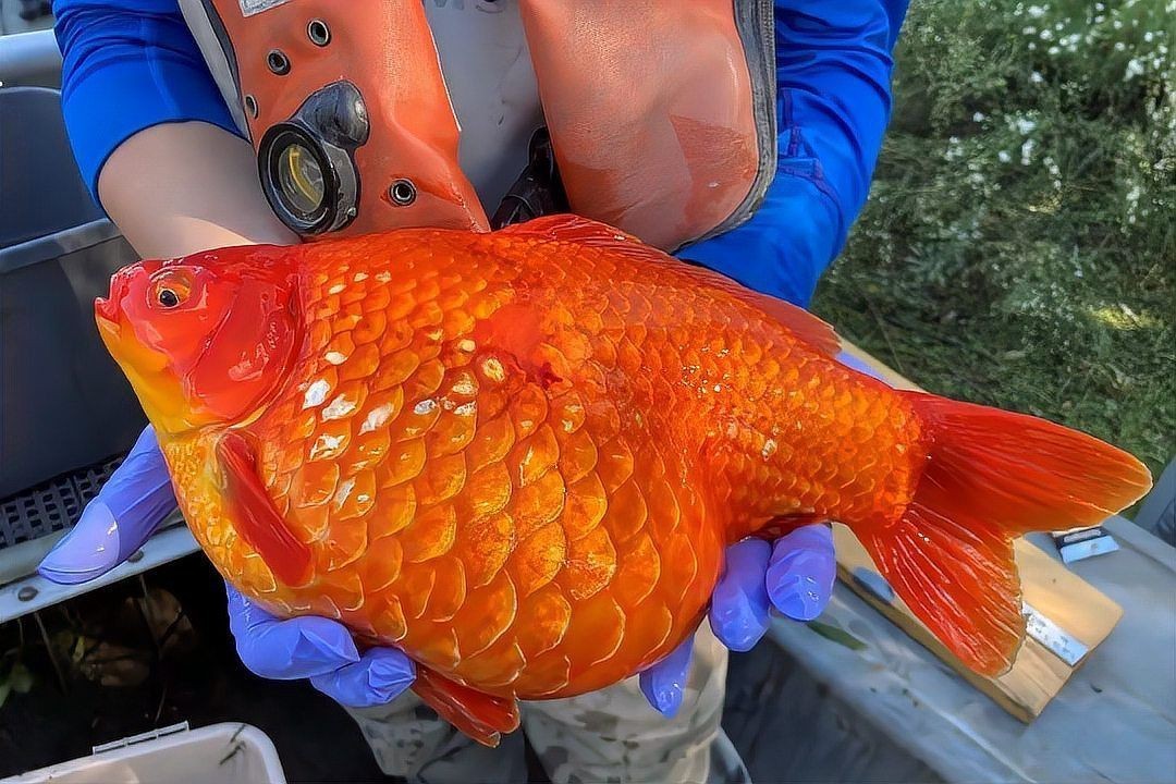河里有金魚是野生的嗎，河水中的金魚究竟是野生還是