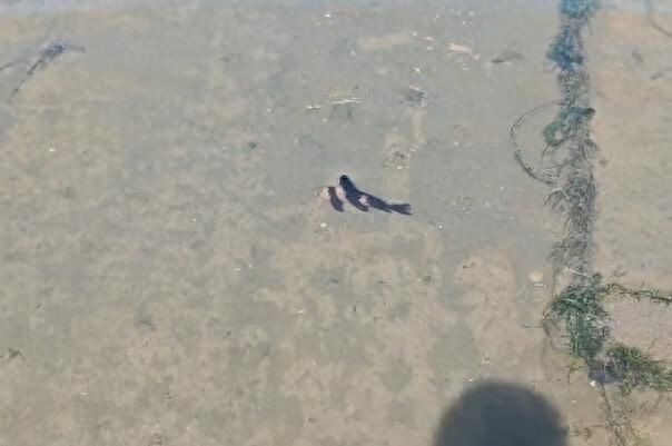 河里有金魚是野生的嗎，河水中的金魚究竟是野生還是
