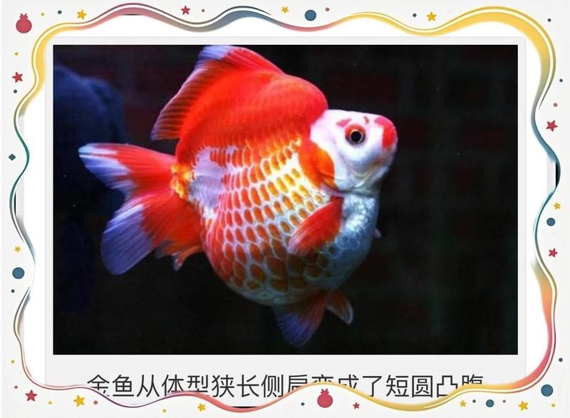 河里有金魚是野生的嗎，河水中的金魚究竟是野生還是