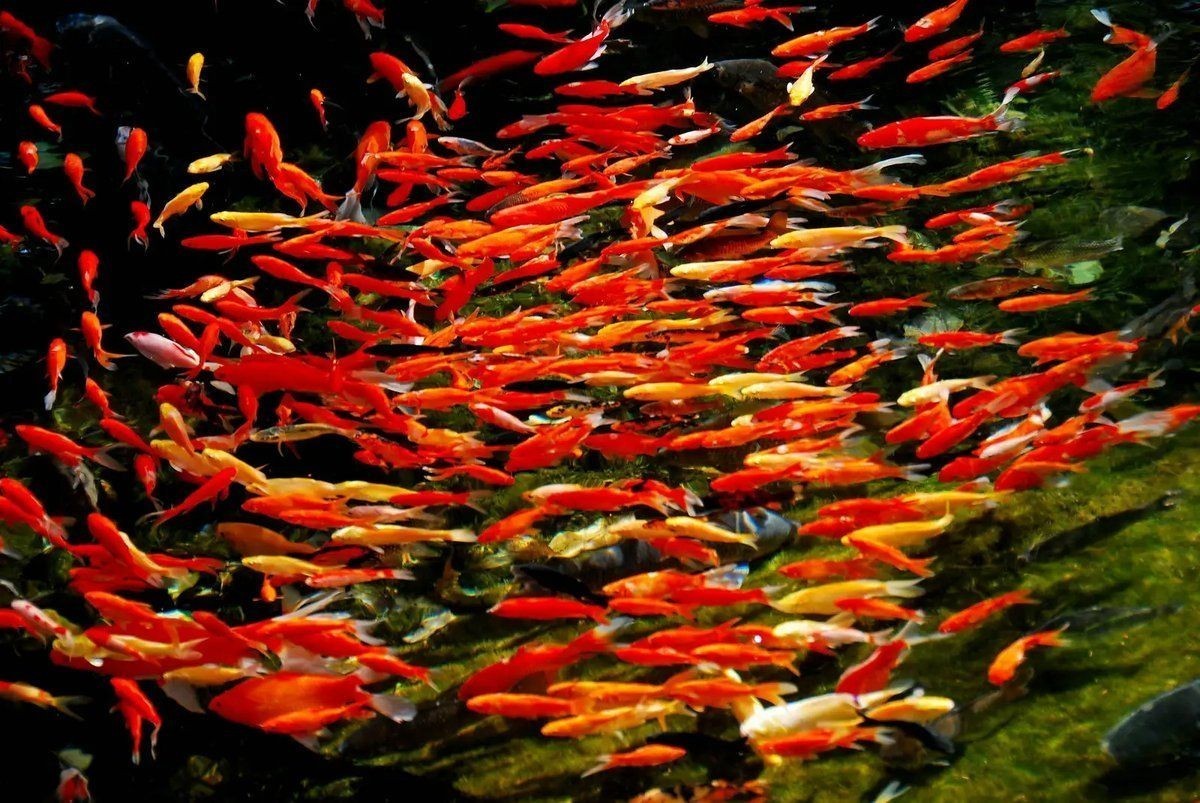 河里有金魚是野生的嗎，河水中的金魚究竟是野生還是