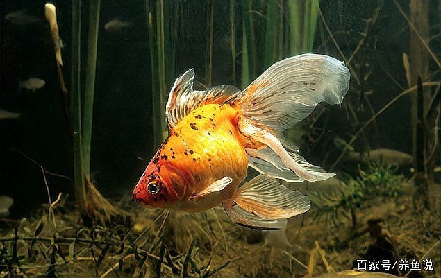 河里有金魚是野生的嗎，河水中的金魚究竟是野生還是