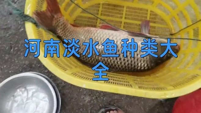 河南十大名魚，盤點河南十大名魚，解鎖中原水域美味密碼！