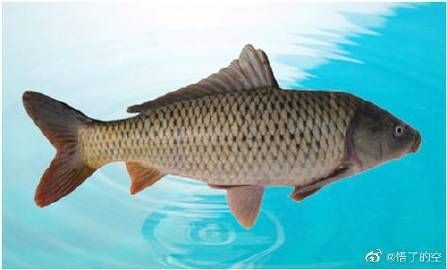 河南十大名魚，盤點河南十大名魚，解鎖中原水域美味密碼！