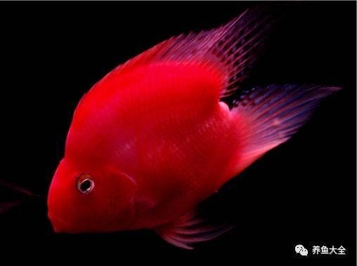 家里養財神魚的風水禁忌，家中養財神魚必須知曉的風水禁忌與