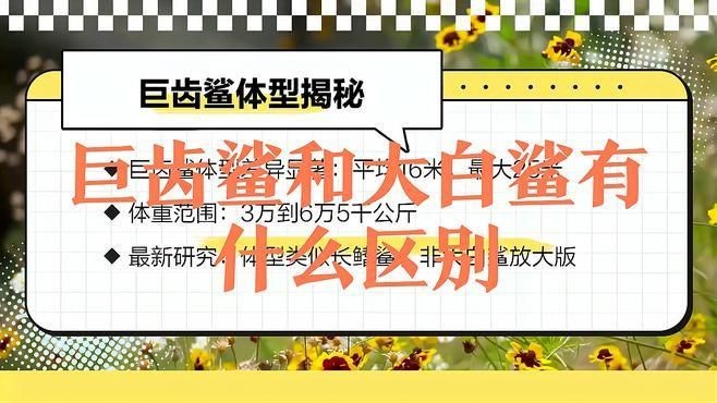 巨齒鯊和大白鯊的區別,巨齒鯊VS大白鯊,體型、習性與生存 龍魚百科 第3張 巨齒鯊和大白鯊的區別,巨齒鯊VS大白鯊,體型、習性與生存 巨齒鯊和大白鯊的區別,巨齒鯊VS大白鯊,體型、習性與生存 龍魚百科 第3張