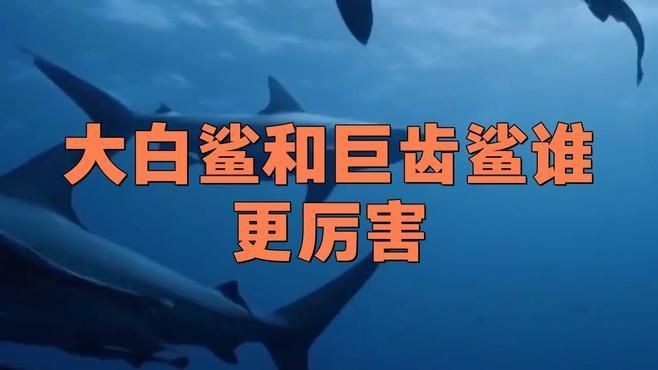 巨齒鯊和大白鯊的區別,巨齒鯊VS大白鯊,體型、習性與生存 龍魚百科 第8張 巨齒鯊和大白鯊的區別,巨齒鯊VS大白鯊,體型、習性與生存 巨齒鯊和大白鯊的區別,巨齒鯊VS大白鯊,體型、習性與生存 龍魚百科 第8張