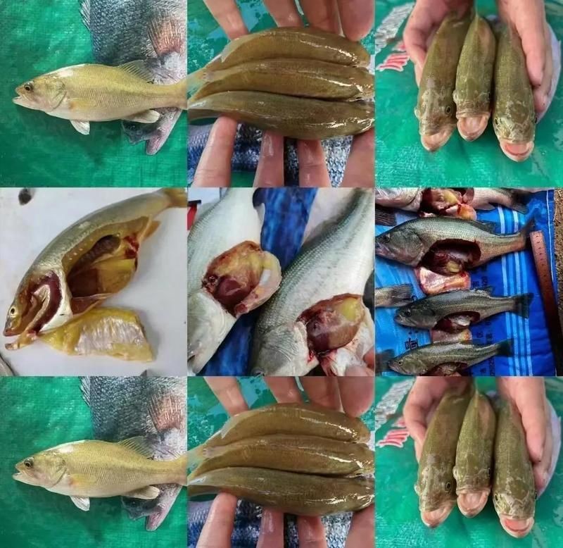 假魚飼料最簡單三個步驟，三步輕松自制假魚