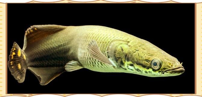 巨骨舌魚能養嗎，巨骨舌魚家庭養殖可行性全解析，能否成為你的寵物？