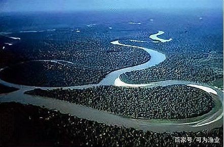 海象和巨骨舌魚的區別，深度解析，海象與巨骨舌魚在形態習性及生存