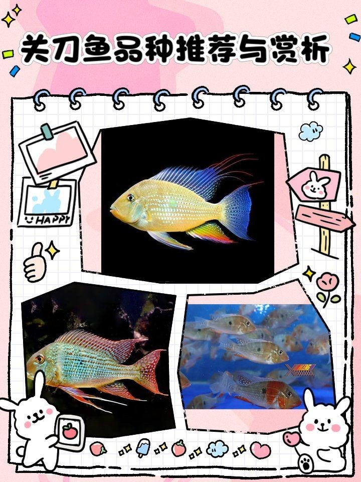 關刀魚最建議買的品種，關刀魚熱門品種選購指南，新手必看高顏值 關刀魚最建議買的品種，關刀魚熱門品種選購指南，新手必看高顏值 全國水族館企業名錄 第1張
