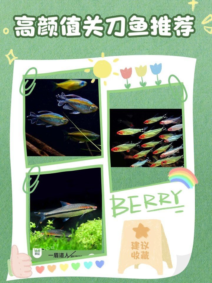 關刀魚最建議買的品種，關刀魚熱門品種選購指南，新手必看高顏值 關刀魚最建議買的品種，關刀魚熱門品種選購指南，新手必看高顏值 全國水族館企業名錄 第2張