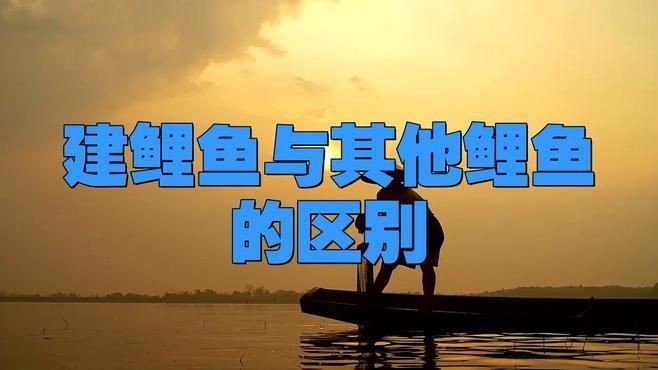 建鯉魚與其他鯉魚的區別，深度解析，建鯉與普通鯉魚的核心差異及