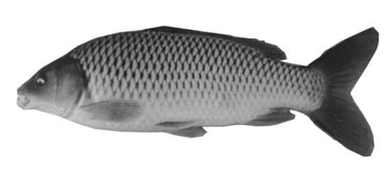 建鯉魚與其他鯉魚的區別，深度解析，建鯉與普通鯉魚的核心差異及