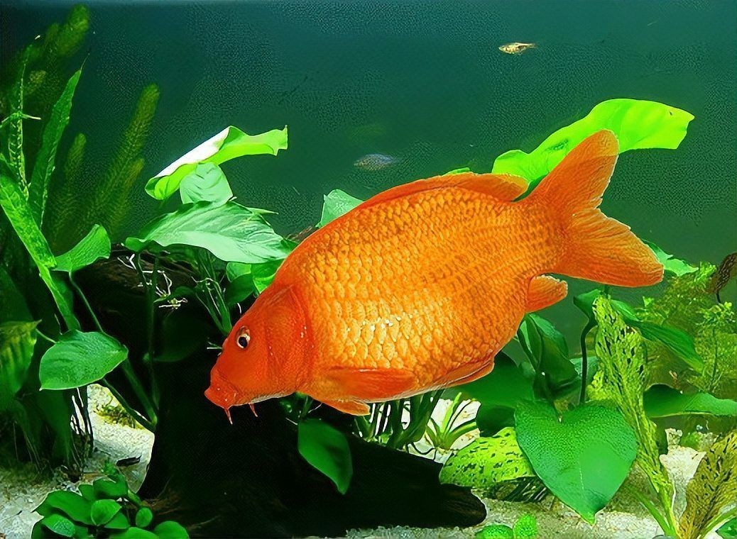 建鯉魚與其他鯉魚的區別，深度解析，建鯉與普通鯉魚的核心差異及
