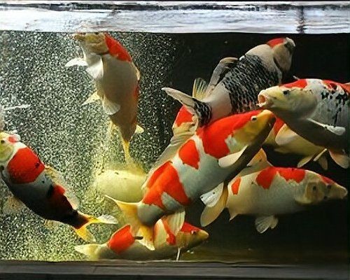 虎魚交叉感染怎么治療，實用指南，虎魚交叉感染的有效治療方案解析