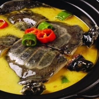 廣東圓頭鯽魚，廣東特色水產(chǎn)——圓頭