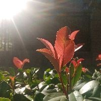 關于龍的吉祥語，祥龍納吉·傳世吉祥語薈萃