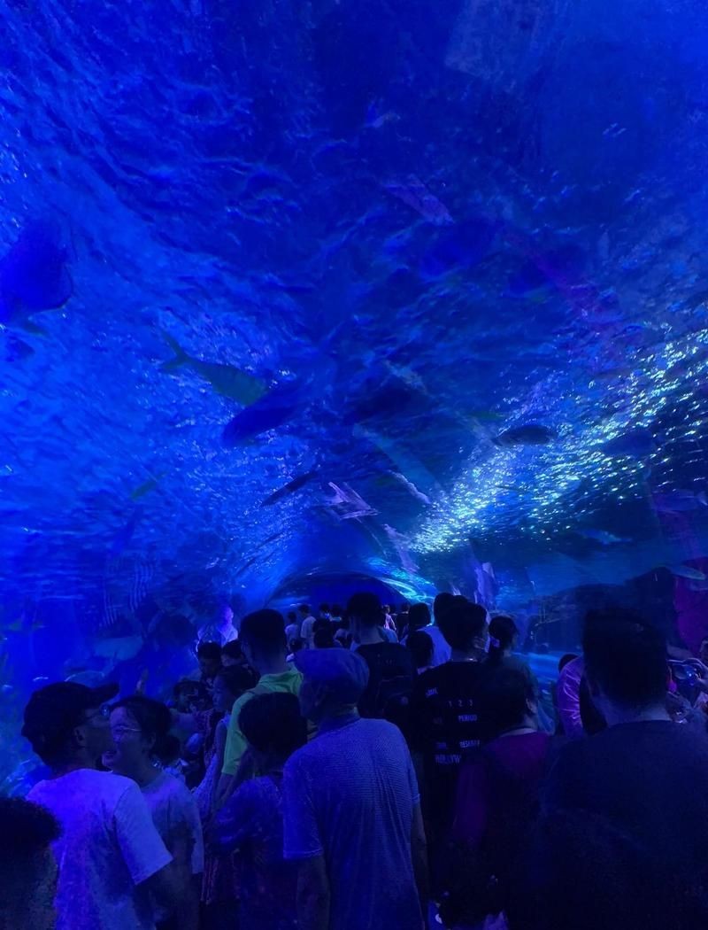 海洋館幾個小時能逛完，? 揭秘！游覽海洋館究竟需要