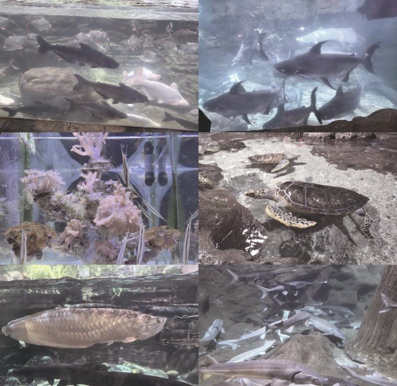 海洋館幾個小時能逛完，? 揭秘！游覽海洋館究竟需要