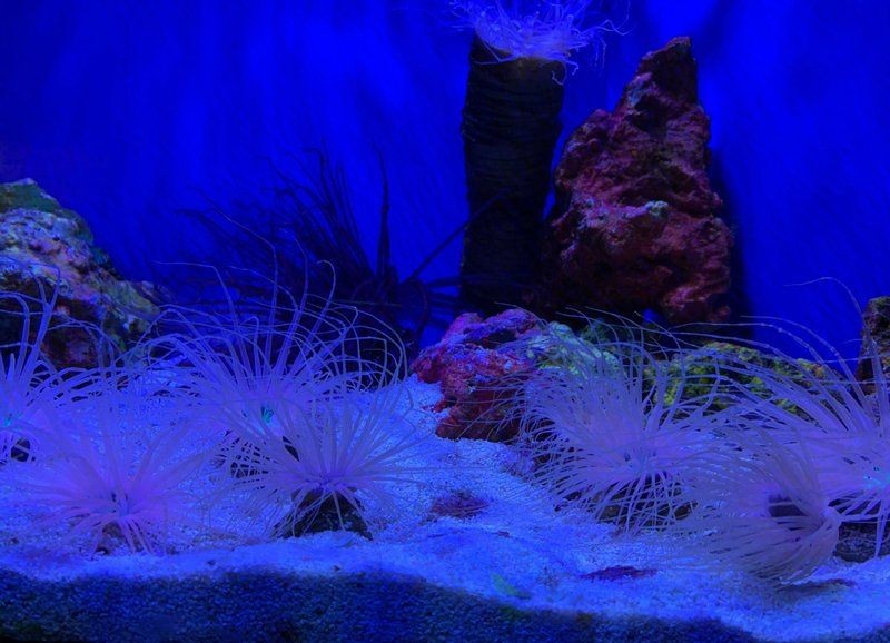 海洋館幾個小時能逛完，? 揭秘！游覽海洋館究竟需要