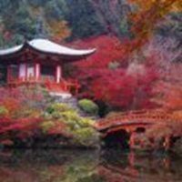 河豚能用淡水養嗎，淡水環境能否成功飼養河豚？揭秘關鍵養殖條件