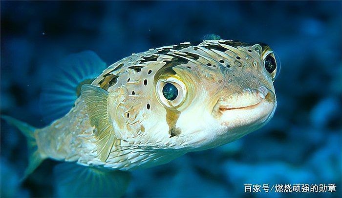 河豚能用淡水養嗎，淡水環境能否成功飼養河豚？揭秘關鍵養殖條件