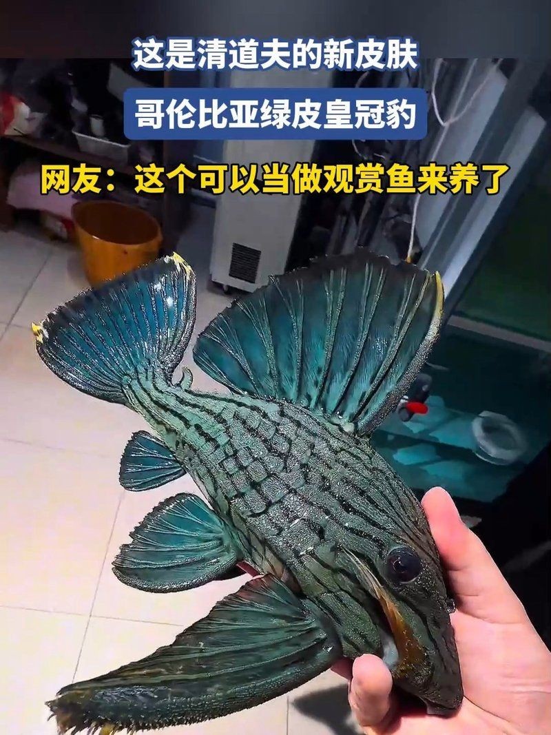 哥倫比亞綠皇冠豹，探秘哥倫比亞綠皇冠豹， 哥倫比亞綠皇冠豹，探秘哥倫比亞綠皇冠豹， 全國水族館企業(yè)名錄 第13張