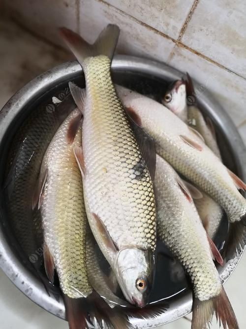 廣西孟加拉魚圖片，廣西孟加拉魚高清實拍圖片及詳細