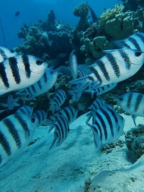 廣西孟加拉魚圖片，廣西孟加拉魚高清實拍圖片及詳細