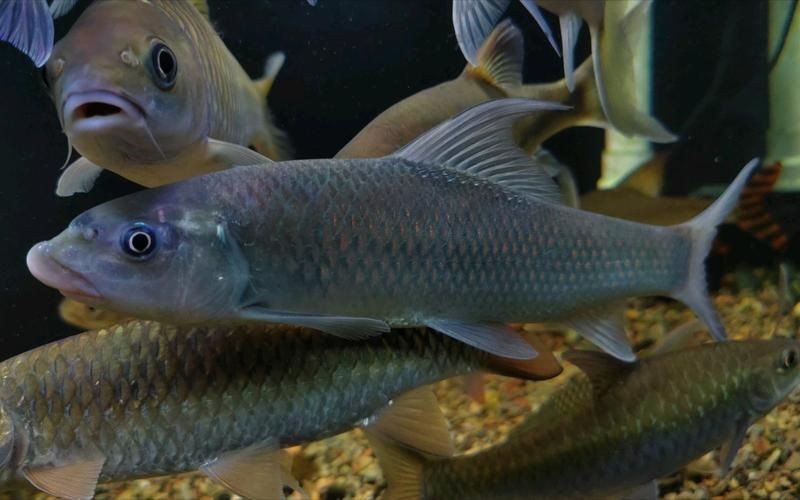 廣西孟加拉魚圖片，廣西孟加拉魚高清實拍圖片及詳細