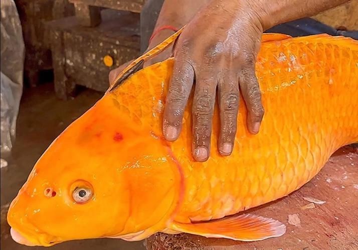 廣西孟加拉魚圖片，廣西孟加拉魚高清實拍圖片及詳細