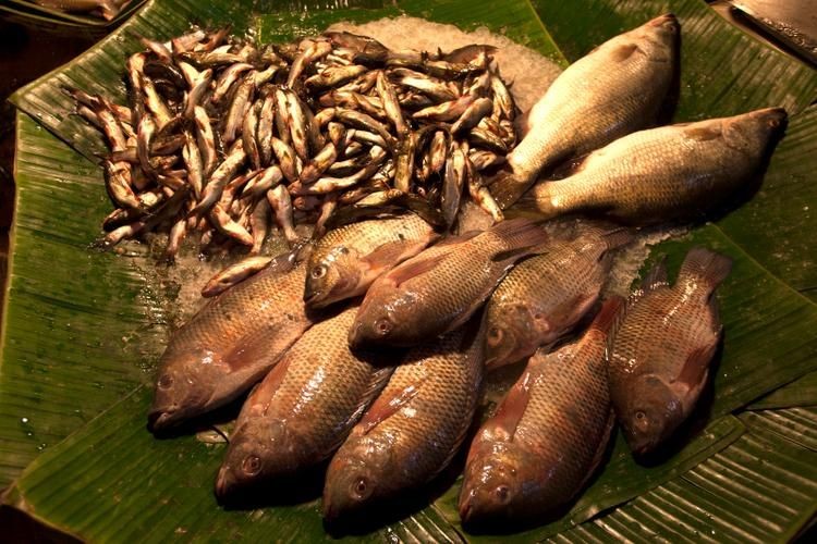 廣西孟加拉魚圖片，廣西孟加拉魚高清實拍圖片及詳細