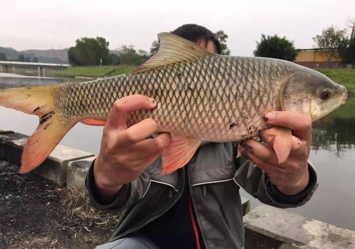 廣西孟加拉魚圖片，廣西孟加拉魚高清實拍圖片及詳細