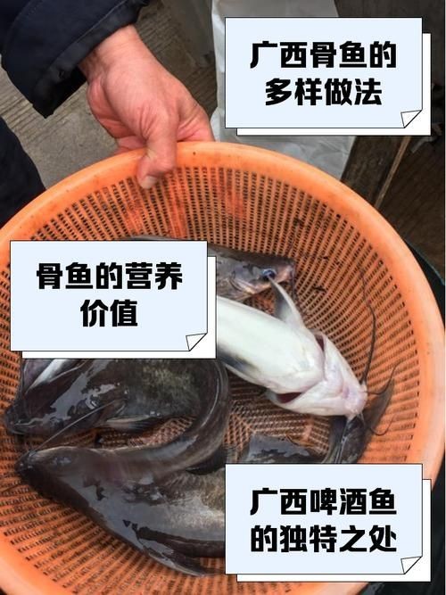 廣西孟加拉魚圖片，廣西孟加拉魚高清實拍圖片及詳細