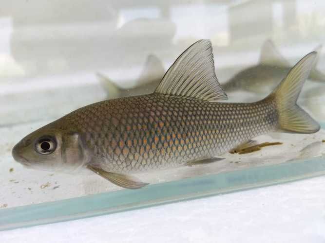 廣西孟加拉魚圖片，廣西孟加拉魚高清實拍圖片及詳細