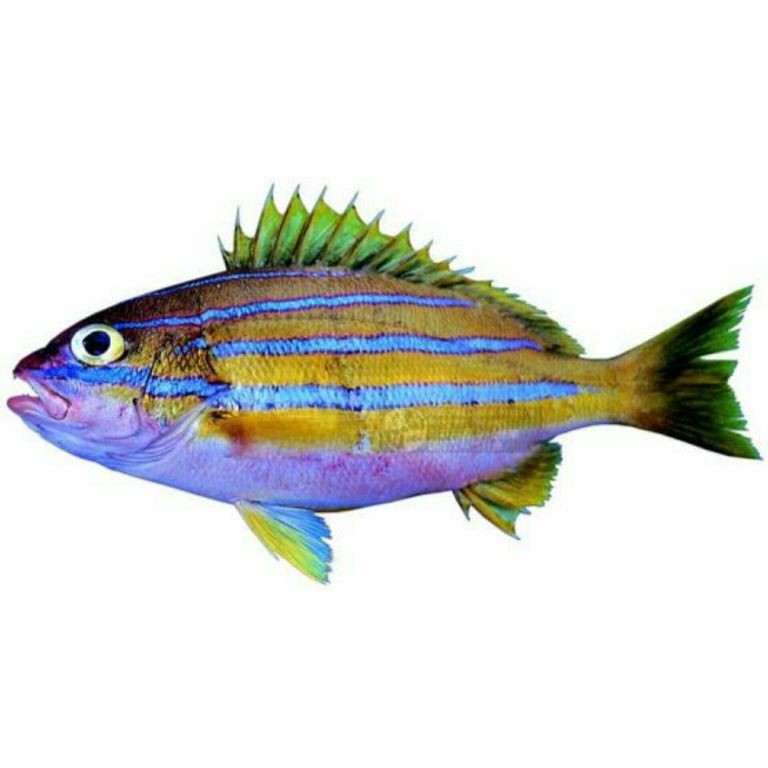 廣西孟加拉魚圖片，廣西孟加拉魚高清實拍圖片及詳細