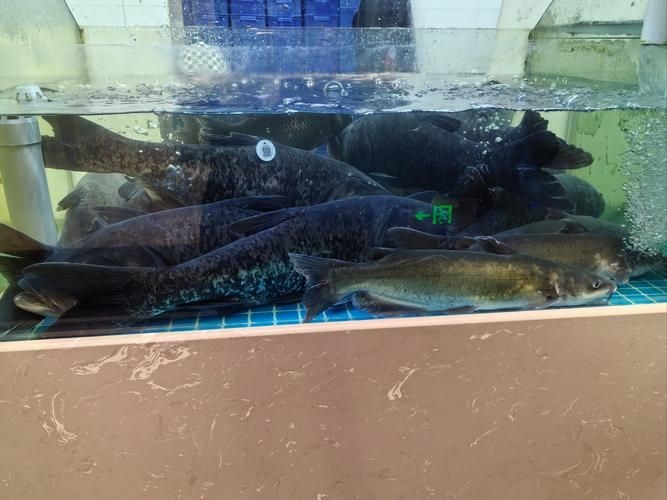 廣西孟加拉魚圖片，廣西孟加拉魚高清實拍圖片及詳細