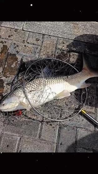 廣西孟加拉魚圖片，廣西孟加拉魚高清實拍圖片及詳細