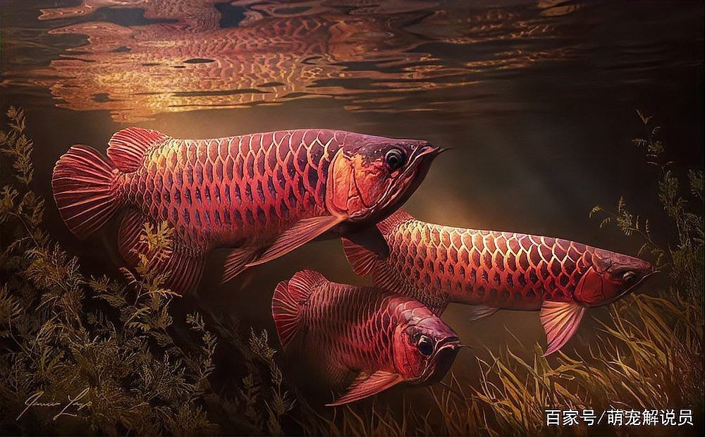 十大招財魚排行，揭秘十大招財魚排行，家居風水必