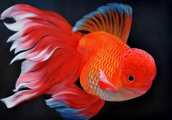 十大招財魚排行，揭秘十大招財魚排行，家居風水必