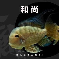 和尚魚叫什么，和尚魚的正確名稱是什么？