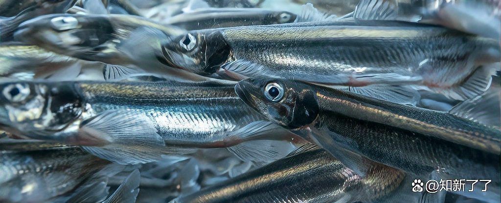 哥倫比亞巨暴魚捕食圖片，驚現(xiàn)哥倫比亞！巨暴魚兇猛捕食震撼